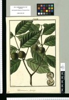 Tabernaemontana sanango [sic] / Fran[cis]co Pulgar. Original drawing from Ruiz & Pavón's Expedition (1777-1816)