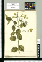 Cordia (sebestena) rotundifolia / J[ose]ph Brunete. Original drawing from Ruiz & Pavón's Expedition (1777-1816)
