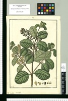 Rauwolfia [sic] macrophylla / Fran[cis]co Pulgar. Original drawing from Ruiz & Pavón's Expedition (1777-1816)