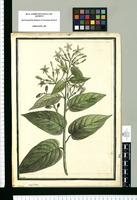 Cestrum strigillatum [sic]/ Brunete. Original drawing from Ruiz & Pavón's Expedition (1777-1816)