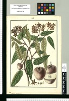 Solanum variegatum / Fran[cis]co Pulgar. Original drawing from Ruiz & Pavón's Expedition (1777-1816)