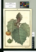 Solanum angulatum / Ysidro Galvez. Original drawing from Ruiz & Pavón's Expedition (1777-1816)