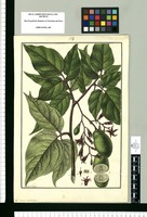 Solanum pendulum / Fran[cis]co Pulgar. Original drawing from Ruiz & Pavón's Expedition (1777-1816)