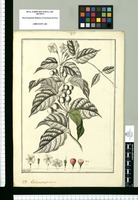 Solanum glandulosum / Fran[cis]co Pulgar. Original drawing from Ruiz & Pavón's Expedition (1777-1816)
