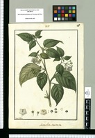 Saracha contorta / Ysidro de Galvez. Original drawing from Ruiz & Pavón's Expedition (1777-1816)