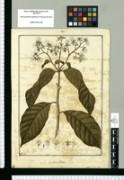 Cerdana alliiodora [sic] / Fran[cis]co Pulgar. Original drawing from Ruiz & Pavón's Expedition (1777-1816)