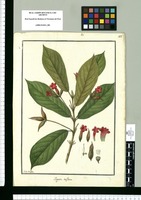 Hippotis triflora / Ysidro de Galvez. Original drawing from Ruiz & Pavón's Expedition (1777-1816)