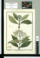 Psychotria pilosa y Psychotria mitis / Ysidro de Galvez; J[osé] Querol incid. Original drawing from Ruiz & Pavón's Expedition (1777-1816)