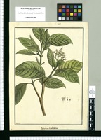 Psychotria tinctoria / Brunete. Original drawing from Ruiz & Pavón's Expedition (1777-1816)