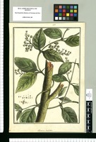 Chiococca brachiata / Brunete. Original drawing from Ruiz & Pavón's Expedition (1777-1816)
