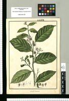 Hirtella racemosa / Galvez. Original drawing from Ruiz & Pavón's Expedition (1777-1816)