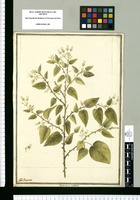 Buttneria [sic] cordata / J[ose]ph Brunete. Original drawing from Ruiz & Pavón's Expedition (1777-1816)