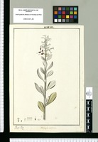 Stereoxylon revolutum / Joseph Rubio. Original drawing from Ruiz & Pavón's Expedition (1777-1816)