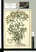 Swertia umbellata / Fran[cis]co Pulgar. Original drawing from Ruiz & Pavón's Expedition (1777-1816)
