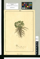 Fragosa cladorrhiza / Jose Rivera del. Original drawing from Ruiz & Pavón's Expedition (1777-1816)