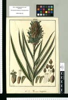 Pourretia lanuginosa / Fran[cis]co Pulgar. Original drawing from Ruiz & Pavón's Expedition (1777-1816)