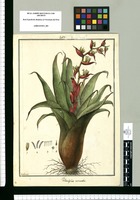 Tillandsia tetrantha / Galvez. Original drawing from Ruiz & Pavón's Expedition (1777-1816)