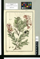 Loranthus tetrandrus y Loranthus glaucus / I[sidro] Galvez delin. Original drawing from Ruiz & Pavón's Expedition (1777-1816)