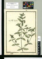 Richardia pilosa / Ysidro Galvez. Original drawing from Ruiz & Pavón's Expedition (1777-1816)
