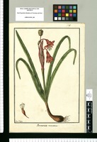 Pancratium recurvatum / Fran[cis]co Pulgar. Original drawing from Ruiz & Pavón's Expedition (1777-1816)