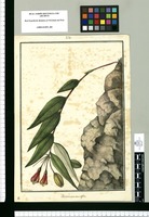 Alstroemeria secundifolia / Galvez. Original drawing from Ruiz & Pavón's Expedition (1777-1816)