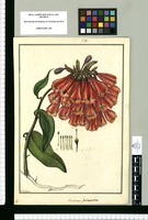 Alstroemeria formosissima / Galvez. Original drawing from Ruiz & Pavón's Expedition (1777-1816)