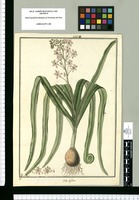 Scilla biflora / Fran[cis]co Pulgar. Original drawing from Ruiz & Pavón's Expedition (1777-1816)