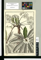 Actinophyllum pedicellatum / Galvez. Original drawing from Ruiz & Pavón's Expedition (1777-1816)