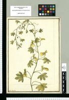 Tropaeolum peregrinum L. / J[ose]ph Brunete. Original drawing from Ruiz & Pavón's Expedition (1777-1816)