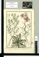 Oenothera dentata, Oenothera multicaulis y Oenothera tenuifolia / Is[idro] Galvez delin. Original drawing from Ruiz & Pavón's Expedition (1777-1816)