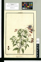 Fuchsia macrostema / Galvez. Original drawing from Ruiz & Pavón's Expedition (1777-1816)