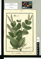 Weinmannia heterophylla y Weinmannia crassifolia / Is[idro] Galvez del. Original drawing from Ruiz & Pavón's Expedition (1777-1816)