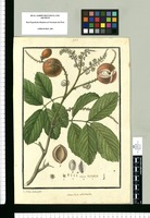 Semarillaria subrotunda / Is[idro] Galvez delineavit. Original drawing from Ruiz & Pavón's Expedition (1777-1816)