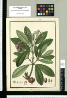 Galvezia punctata / Is[idro] Galvez delin. Original drawing from Ruiz & Pavón's Expedition (1777-1816)
