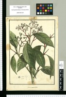 Laurus aurantiodora / Brunete. Original drawing from Ruiz & Pavón's Expedition (1777-1816)