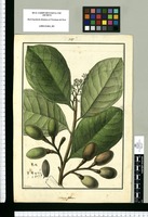 Laurus sulcata / Galvez. Original drawing from Ruiz & Pavón's Expedition (1777-1816)