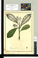 Laurus [multiglandulosa] / J[osé] G[abriel] R[ivera] del. Original drawing from Ruiz & Pavón's Expedition (1777-1816)