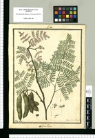 Caesalpinia paipai / Ysidro Galvez. Original drawing from Ruiz & Pavón's Expedition (1777-1816)
