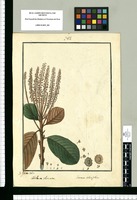 Clethra obovata y Jussieua [sic] salicifolia / Is[idro] Galvez delin. Original drawing from Ruiz & Pavón's Expedition (1777-1816)