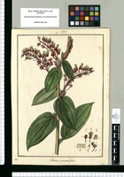 Thibaudia punctatifolia / Brunete. Original drawing from Ruiz & Pavón's Expedition (1777-1816)