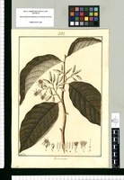 Foveolaria crocea / Fran[cis]co Pulgar. Original drawing from Ruiz & Pavón's Expedition (1777-1816)