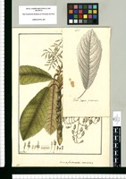 Bocconiae frutescentis varietas / Fran[cis]co Pulgar. Original drawing from Ruiz & Pavón's Expedition (1777-1816)
