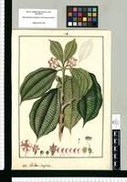Valdesia latifolia / Fran[cis]co Pulgar. Original drawing from Ruiz & Pavón's Expedition (1777-1816)