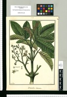 Brunellia inermis / Fran[cis]co Pulgar. Original drawing from Ruiz & Pavón's Expedition (1777-1816)