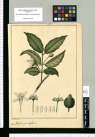 Psidium grandiflorum / Jose Rivera del. Original drawing from Ruiz & Pavón's Expedition (1777-1816)