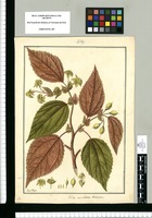 Trilix auriculatae varietas / Fran[cis]co Pulgar. Original drawing from Ruiz & Pavón's Expedition (1777-1816)