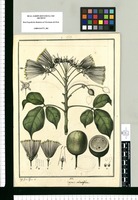 Capparis radiatiflora / Jose Gab[riel] Rivera del. Original drawing from Ruiz & Pavón's Expedition (1777-1816)