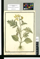 Loasa urentis: Jacquin et Lamarck varietas bipinnatifida / Ysidro Galvez. Original drawing from Ruiz & Pavón's Expedition (1777-1816)