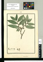 Lettsomia lanata / Is[idro] Galvez delin. Original drawing from Ruiz & Pavón's Expedition (1777-1816)