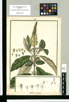 Abatia rugosa / Galvez. Original drawing from Ruiz & Pavón's Expedition (1777-1816)